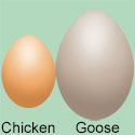 Goose Egg versus chicken egg size