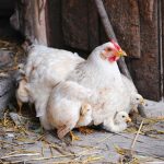 Hen With Chicks