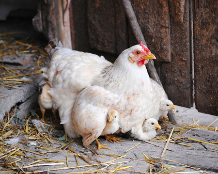 Hen With Chicks