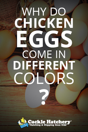 Egg Colors