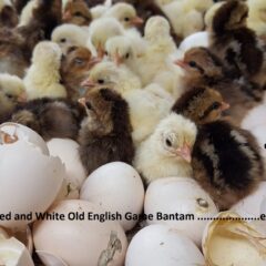 White Old English Game Bantam Hatching Eggs