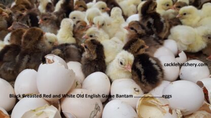 White Old English Game Bantam Hatching Eggs