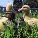 ducklings