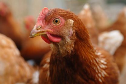 Cinnamon Queen Started Pullet