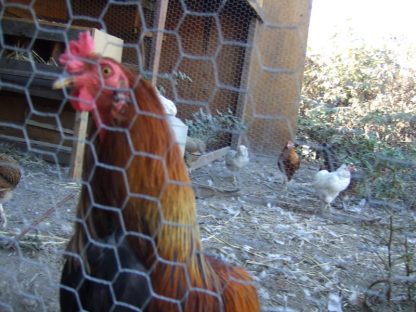 Araucana Chicken
