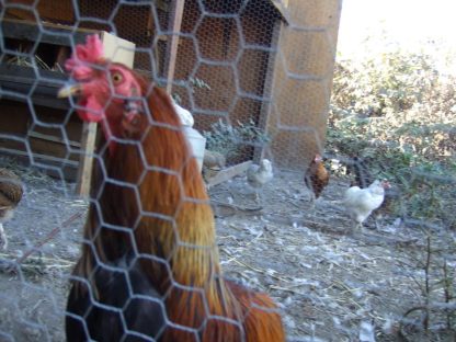 Araucana Chicken