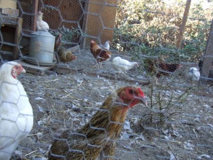 Araucana Chicken