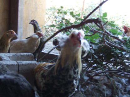 Araucana Chicken