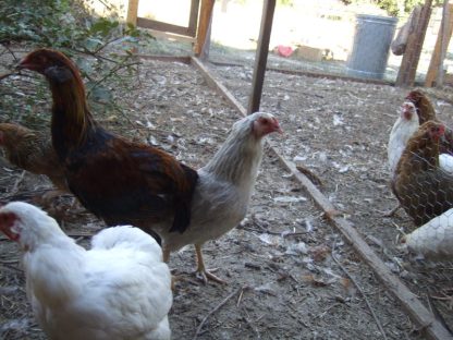 Araucana Chicken