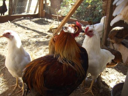 Araucana Chicken