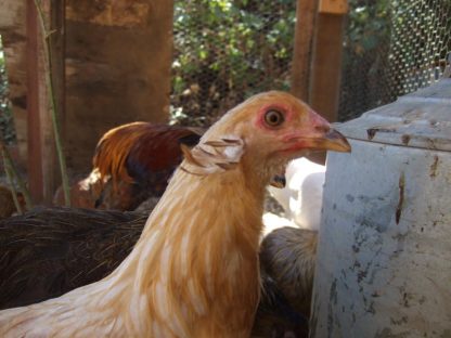 Araucana Chicken