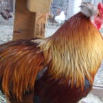 Araucana Chicken