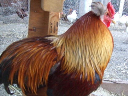 Araucana Chicken