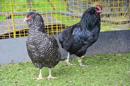 Araucana