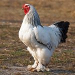 Brahma Hen