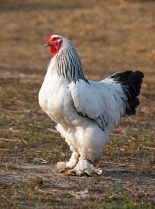 Brahma Hen