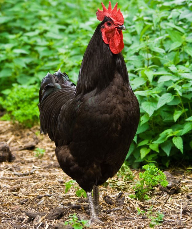 black jersey chicken