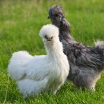 Silkie Bantams