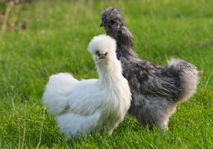 Silkie Bantams