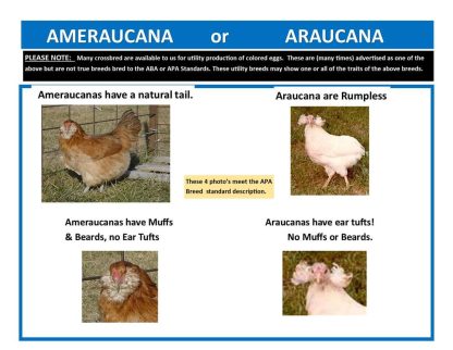 araucana or ameraucana