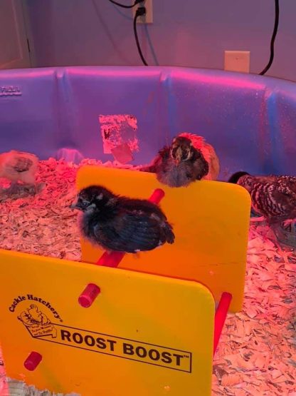 Roost Boost Chicken Roost