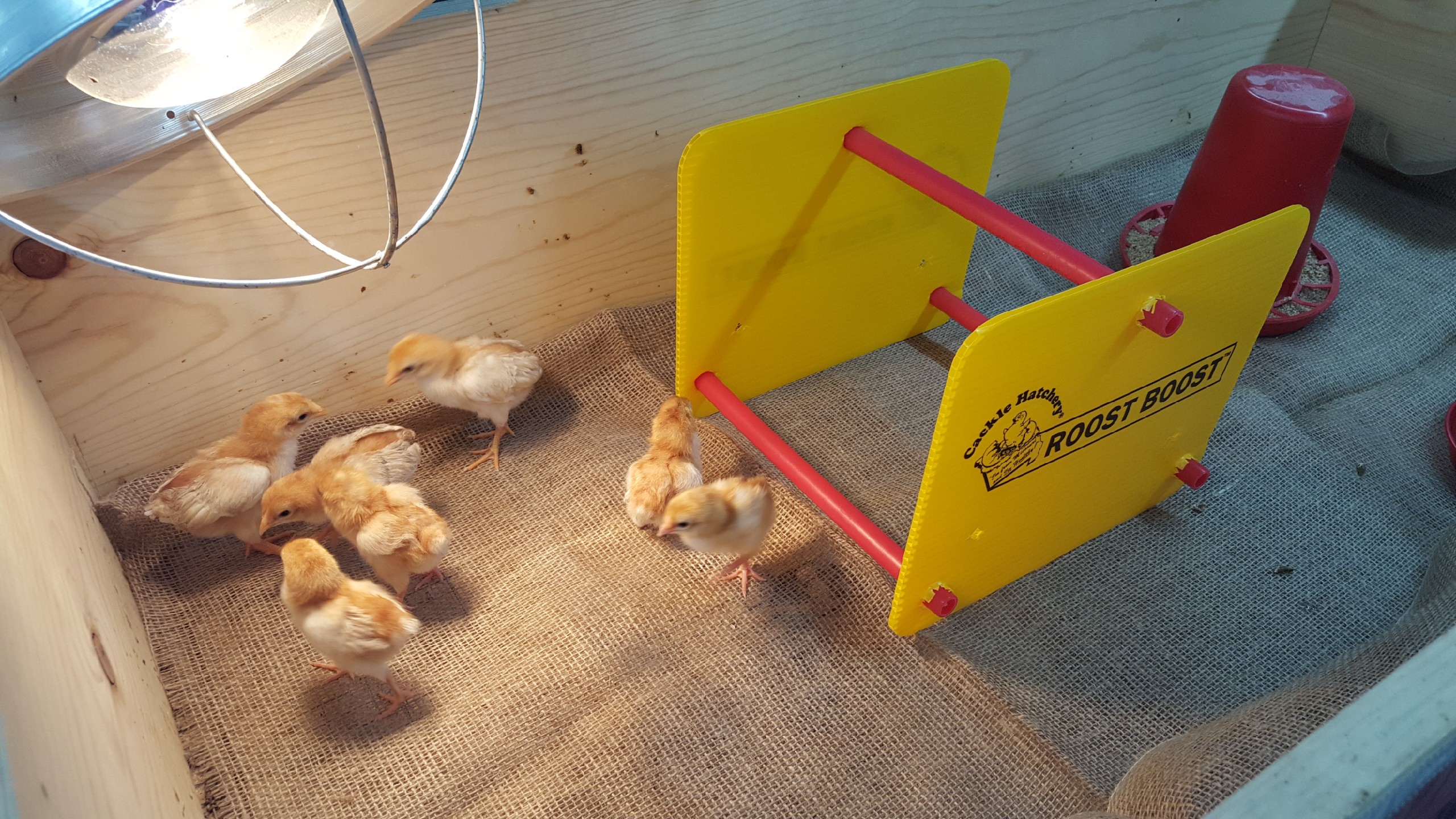 Cackle Hatchery Roost Boost Training Roost for Brooder Chicks