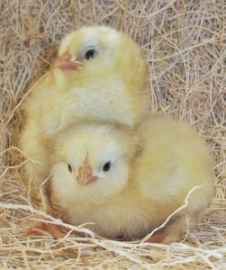 Baby Chicks