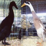 Fawn & White/Black Runner ducks