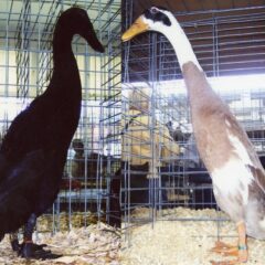 Fawn & White/Black Runner ducks