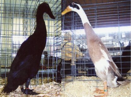 Fawn & White/Black Runner ducks