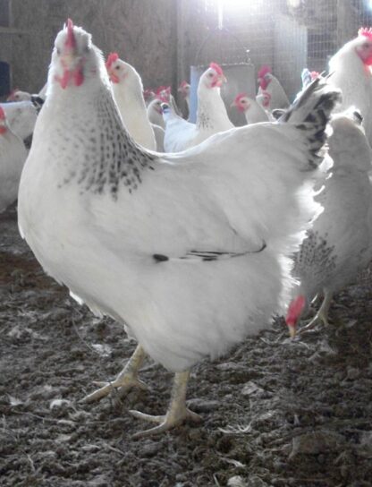 Delaware Chicken