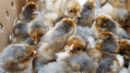 Splash Laced Red Wyandotte Chicks