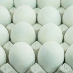 Ameraucana-Eggs