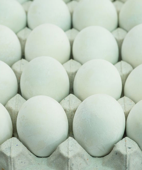 Ameraucana-Eggs