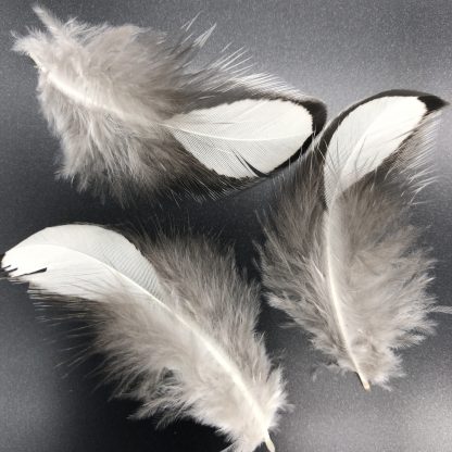 Black Laced Silver Wyandotte Exhibition feathers