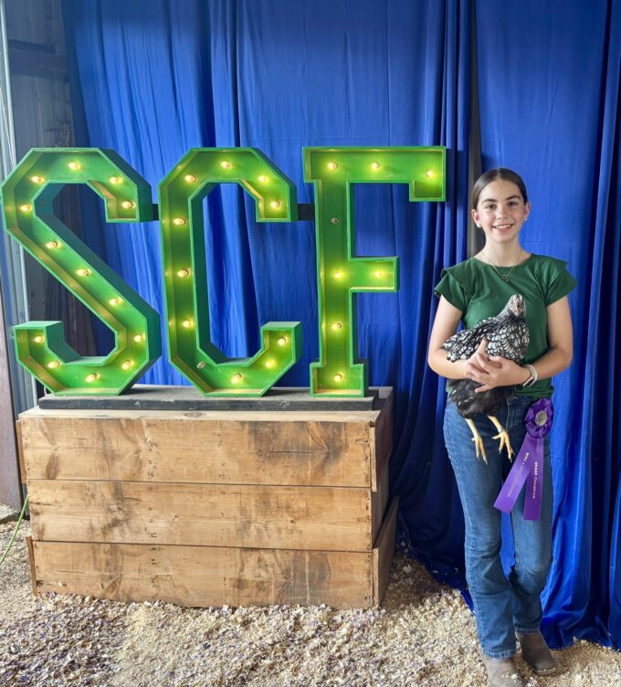 Silver Laced Wyandotte Chicken (Exhibition Type) - Image 29