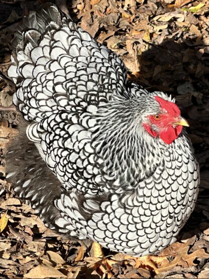Silver Laced Wyandotte Chicken (Exhibition Type)