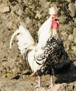 Crowing Rooster