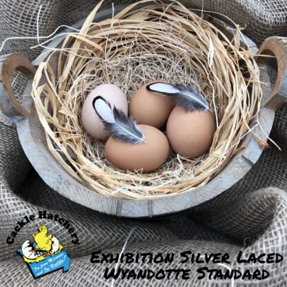 Exhibition Silver Laced Wyandotte Eggs