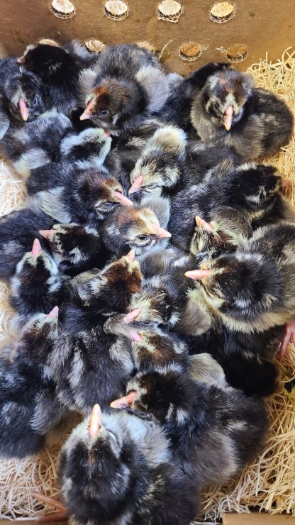 Exhibition silver laced wyandotte