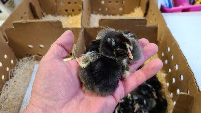 Exhibition silver laced wyandotte Chicks