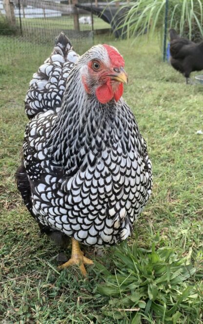 Silver Laced Wyandotte Chicken (Exhibition Type)