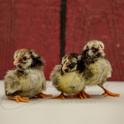 Silver Laced Wyandotte Chicken (Exhibition Type) - Image 3