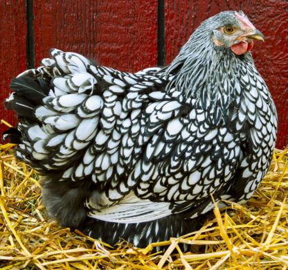 Silver Laced Wyandotte Exhibition Type Hen