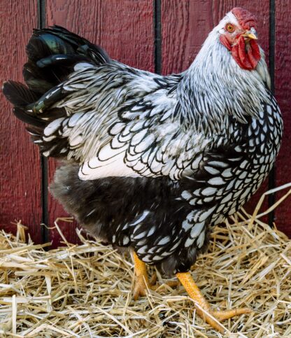 Silver Laced Wyandotte Exhibition Type Rooster