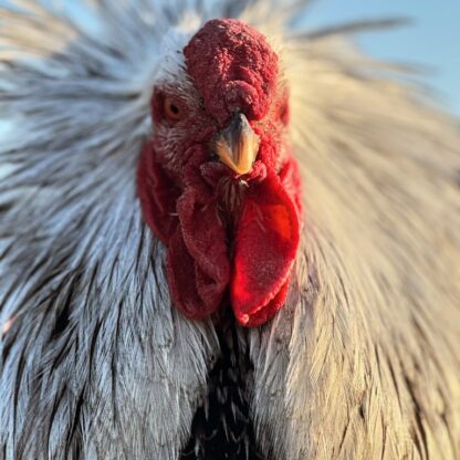 Silver Laced Wyandotte Exhibition Type