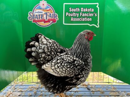 Silver Laced Wyandotte Chicken (Exhibition Type)