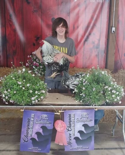 Silver Laced Wyandotte Chicken (Exhibition Type)