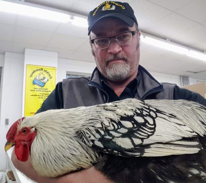 Silver Laced Wyandotte Exhibition Chicken