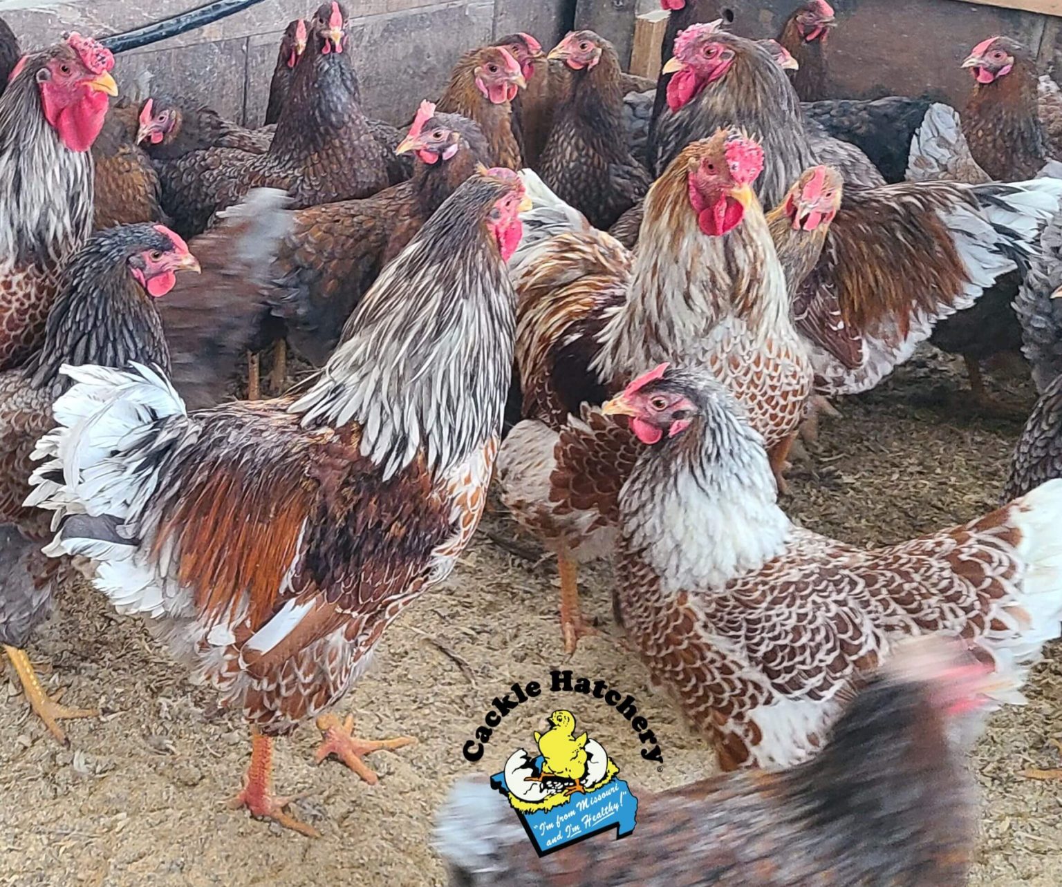 Splash Laced Red Wyandotte Chicken For Sale Cackle Hatchery®